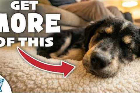 3 Indoor Games That Tire Out Your Hyper Puppy