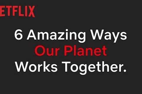 Unlikely Animal Friendships in Our Planet | Netflix