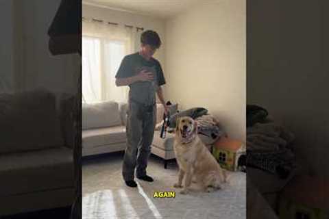 🫵How To Teach BOUNDARIES To Your Dog With Prong Collar ( BEST FOR PHYSICAL CONTROL OVER YOUR DOG)