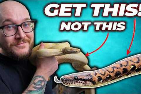 Bored of Ball Pythons? Get One of These 5 Snakes Instead!