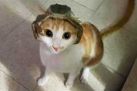 You Laugh, You Lose! 🤣 Funny Cat Videos 2026 😹 Part 110