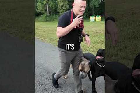 4 Things That WON’T Stop a Dog Attack!