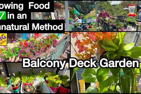 FREE Container Gardening *SUPER TIPS in Small Space Growing Vegetable Garden on Balcony Terrace Deck