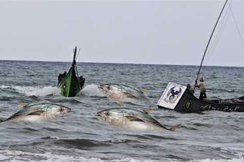 Giant Tuna Harvest at Sea — Fishing Boat Pulls Massive Catch!