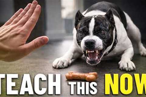 This Command Could Save Your Dog's Life!