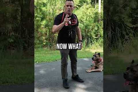 How to Stop 99% of Dog Attacks Before They Start