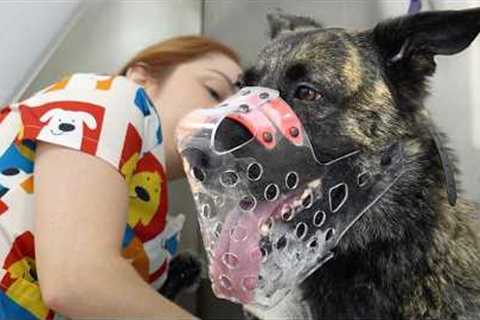 Grooming a Dutch Shepherd is Not For Beginners...