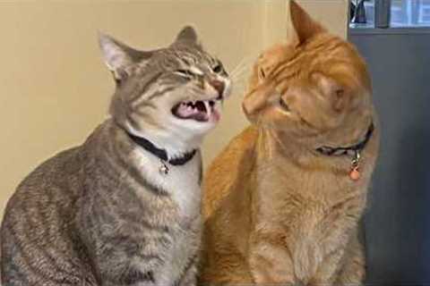 NEW Funny CAT Caught being Dramatic 😂 Funniest Cat Videos