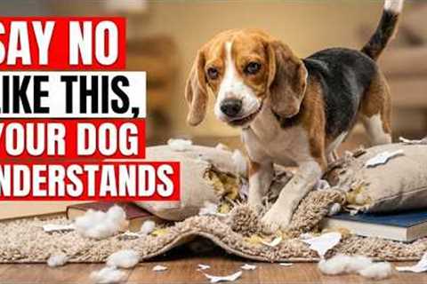 How to Make Your Dog Obey INSTANTLY — Trainers Don’t Want You to Know This TRICK