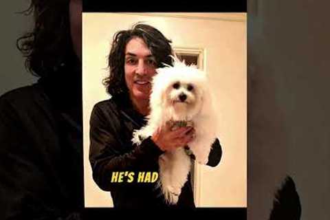 Paul Stanley Life, Hobbies & Passion 🤑🎸 #lifestyle #usa #rock #shorts