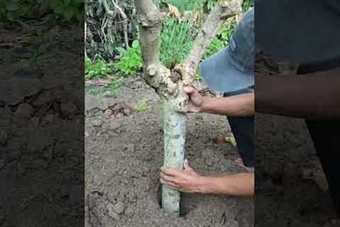Gardening Tips and Home Garden #garden #gardening #farming