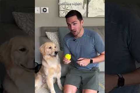 The 5 steps to teach your dog fetch!