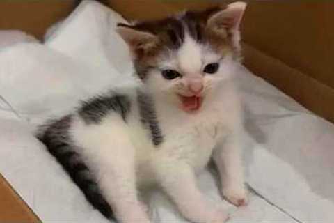 Cute Kittens Being Funny For No Reason 🤣 Funny Cat Videos 2026