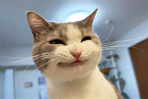 You Laugh, You Lose! 🤣 Funny Cat Videos 2026 😹 Part 119