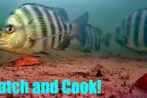 I Threw My Camera Under a Dock! Catch and Cook + Rare Fish Caught!