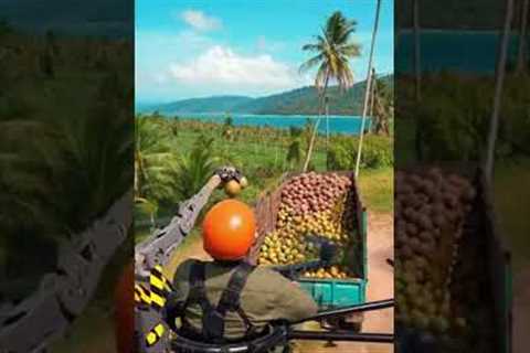 Cinematic Drone Farming: Precision Coconut Harvest Like Never Before #drone #farming #coconut