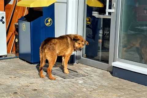 Watch This Old Dog’s Heartbreak When We Finally Let Her In… After Years of Waiting