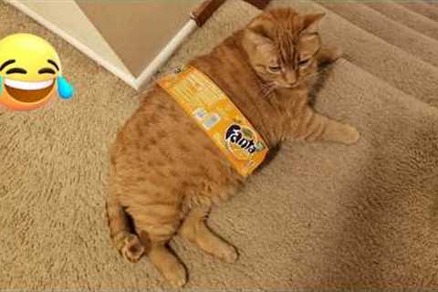 BEST Funny CAT Fails YOU NEED TO SEE in 2026 😂