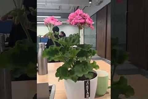 flowers make everything beautiful #flowers #plants #roses #garden #gardening #office #itlife