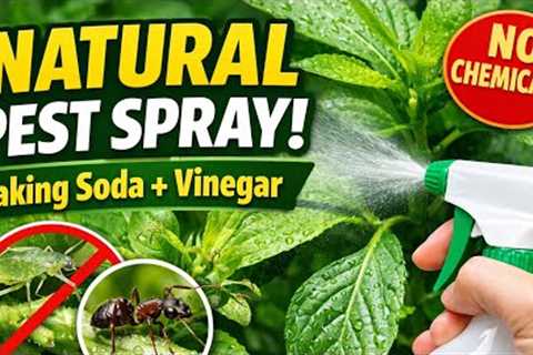 Powerful Homemade Pest Spray for Plants | Baking Soda &amp; Vinegar Natural Insect Killer