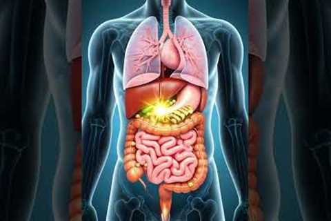🌱 Gut Health Explained: How Your Lifestyle Shapes Your Digestive System