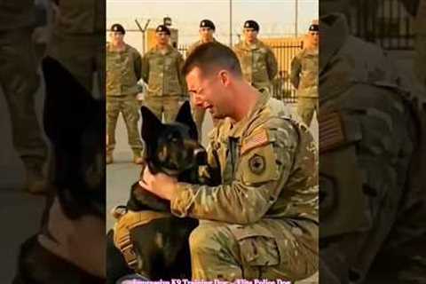 Impressive K9 Training Dog — Elite Police Dog Skills &amp; Obedience Training #malinois #dogtraining