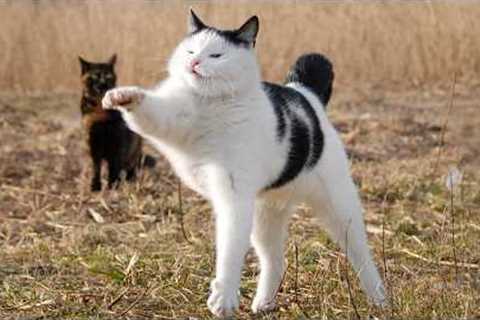You Laugh, You Lose! 🤣 Funny Cat Videos 2026 😹 Part 121