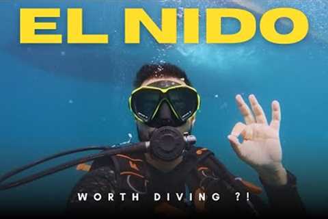 DIVING in El Nido, Palawan’s Underwater Wonders! What to expect!