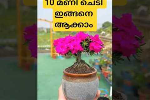 flowers #flower #agriculture #gardening #garden #flowers #home #birds #farming #pets #food #shorts