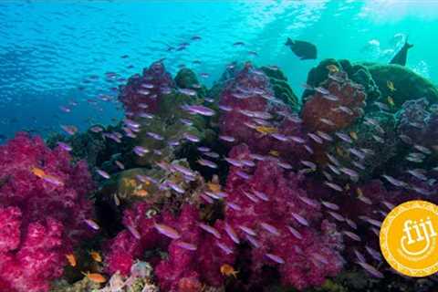 Fiji's Diving | Scuba Diving Fiji's reefs, pinnacles and coral gardens