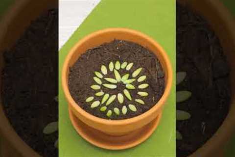These plant tips are the secret to a lush garden!