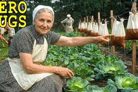 Zero Cost, No Chemicals! How Amish Grandma Keeps Pests Out of Garden Forever