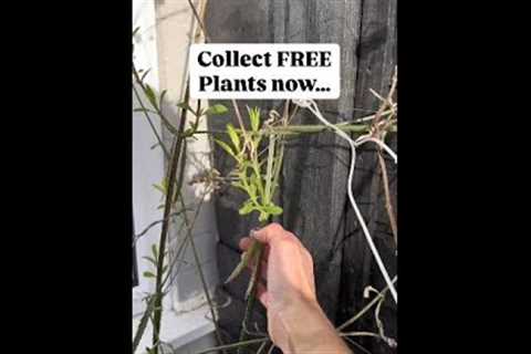 FREE plants anyone?? Verbena cuttings #plants#gardening#garden#gardeningtips #shorts