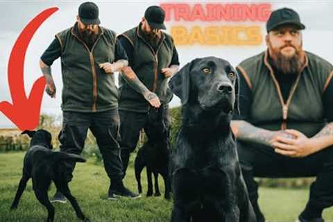 How To Teach Your Dog The Basics