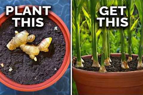 How to Grow Ginger in Containers And Get a Huge Harvest