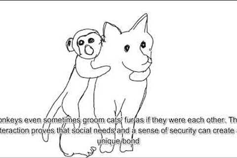 Animals That Became Best Friends With Other Species