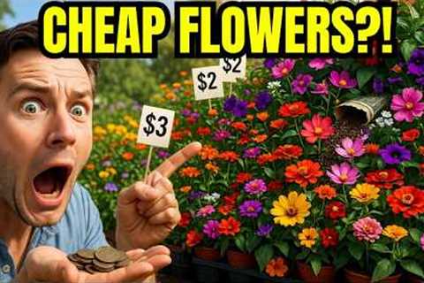 😍7 Low Cost Annuals That Provides Colors All Season For Tiny Budget 👍