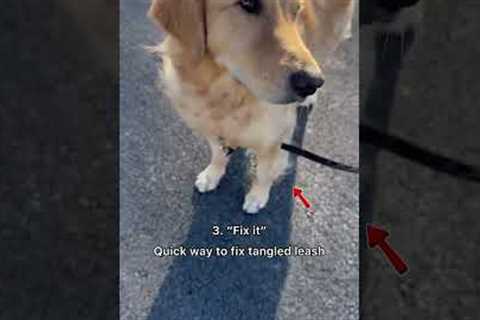 5 practical commands to teach your dog | Part 2 #dogtips #dogtraining