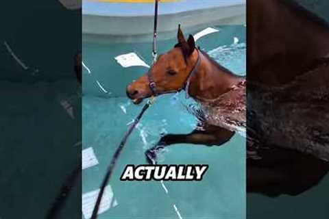 His First Race Left Him in Pain||What His Owner Did Next Shocked Everyone🐎💦#shorts