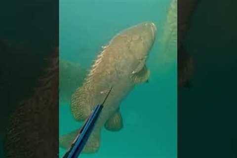 Monster 300kg grouper 😳😳 #fishing #spearfishing #adventure #crocodile