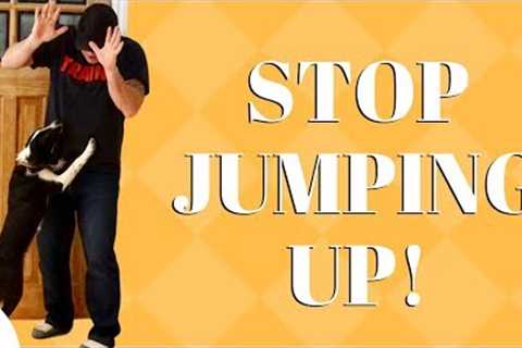 How To Train Your Dog To Stop Jumping On Guests - Professional Dog Training Tips
