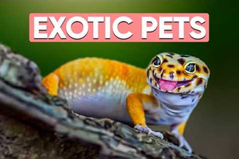 15 Low Maintenance EXOTIC Pets That Everyone Can Own!
