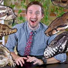 Top 6 Ultimate Pet Reptiles