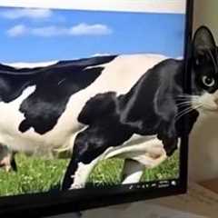 You Laugh, You Lose! 🤣 Funny Cat Videos 2026 😹 Part 124