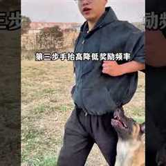 Four steps teach you to look up and follow#dog#Training dogs#Dog training school#Dog owner