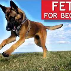 Train ANY Dog How To Play Fetch PERFECTLY