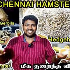 Beautiful Exotic Pets at Chennai Hamsters | Sugar Gliders | Iguana | Hamsters | Hedgehog | Parrots