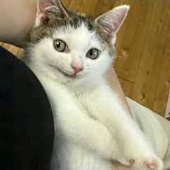 Silliest KITTENS have a Plan! 🤣 Funniest CATS Video