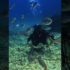 Scuba Diving in the Adriatic Sea, Dubrovnik Croatia #diving #scubadiving #travel #fyp #croatia