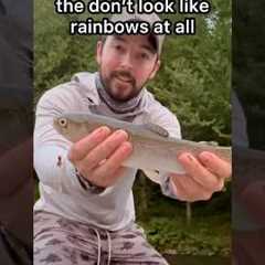 How were Rainbow Trout Named #fishing #trout #rainbow